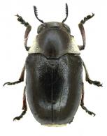 Clytrinae Gen sp24