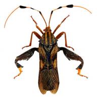 Spathophora biclavata (Fabricius, 1803)