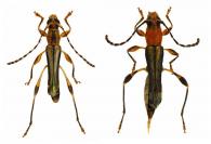 Ecliptoides vasconezi  (Penaherrera-Leiva & Tavakilian, 2004) ♂ & ♀