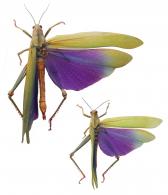 Titanacris albipes (De Geer, 1773) ♂ & ♀