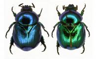 Microrutela campa   (Ohaus, 1922) var.