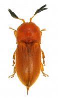 Pterotarsus sp1