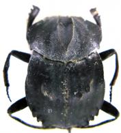 Deltochilum (Calhyboma) carinatum (Westwood, 1837)