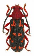 Cevaeria estebani  Tavakilian, 2003