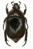 Theuremaripa cayennensis var. carbonaria    (Ohaus, 1903)