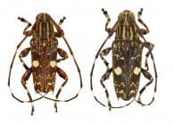 Colobothea bisignata  Bates, 1865   ♂ & ♀