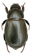 Dyscinetus mendax  Joly & Escalona, 2010