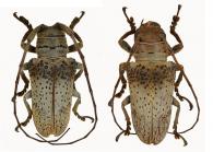 Oncideres chevrolatii  Thomson, 1868  ♂ & ♀