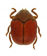 Chlamisus sp6