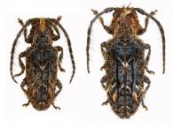 Desmiphora (Desmiphora) hirticollis  (Olivier, 1795)  ♂ & ♀