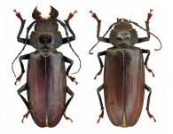 Physopleurus ubirajarai   Delahaye & Tavakilian, 2015 ♂ & ♀
