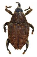 Piazurus maculipes  Gyllenhal, 1838