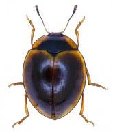 Iphiclus (Megaprotus) cinctellus Lacordaire, 1842
