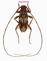 Lepturgantes pseudodorsalis Roguet, 2023  PARATYPE