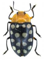 Iphiclus (Megaprotus ) sedecimguttatus (Olivier, 1792)