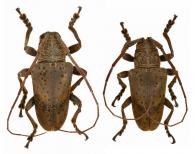 Hypselomus globiferus  (Fabricius, 1801)   ♂ & ♀