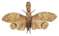 Fulgora sp1