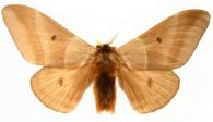 Dirphia panamensis panamensis  (Schaus, 1921)