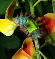 Acharia sp