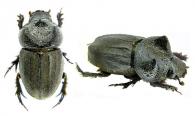 Aegidium cf. geayi  Paulian, 1984