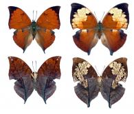 Zaretis itys itys  (Cramer, 1777)   ♂ & ♀