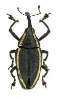 Cholus olivieri Klima, 1936