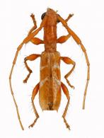 Opsibidion albinum  (Bates, 1870) 