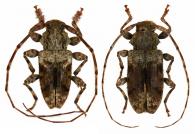 Penaherreraus sarryi  (Tavakilian & Penaherrera-Leiva, 2003)  ♂ & ♀