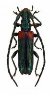 Pseudocometes argutulus  (Buquet, 1851)