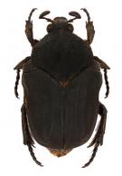 Gymnetis cerdai Antoine, 2001