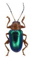 Eumolpinae Gen sp21