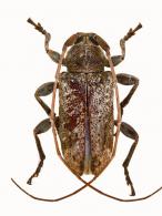 Nesozineus griseomaculata Tavakilian et Néouze, 2013