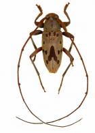 Paroecus charpentierae  Villiers, 1971