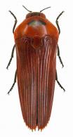 Hiperantha testacea (Fabricius, 1801)