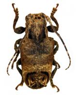 Trachysomus peregrinus  Thomson, 1858