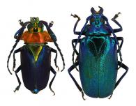 Esmeralda laetifica  Bates, 1869  ♂ & ♀
