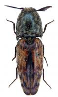 Pherhimius fascicularis  (Fabricius)