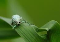 Compsus argyreus
