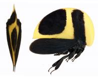 Membracis foliata (Linné, 1758)
