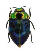 Leiopleura cf brasiliensis  Kerremans, 1903