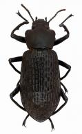 Taphrosoma dohrni  Kirsch, 1866