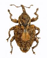 Conotrachelus sp74