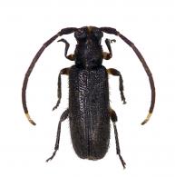 Amucallia carbonaria Martins & Galileo 2012