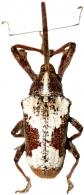 Loncophorus obliquus  Chevrolat, 1832