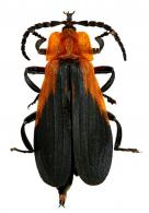 Lycidae Gen sp1