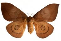 Automeris jucundoides (Schaus, 1906)  