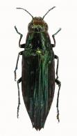 Spectralia sp3