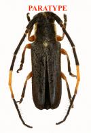 Adesmus giuglarisi Audureau, 2025 PARATYPE