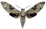 Manduca vestalis  (Jordan, 1917)