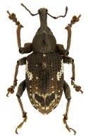 Molytinae Gen sp69 
